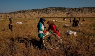 استغلال وتحرُّش واغتصاب.. جرائم حزب الله اللبناني بحق العاملات في حقول القنب