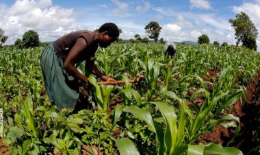 أراضٍ غير صالحة للزراعة.. كيف اعترفت تركيا بفشل مشروعها في السودان؟