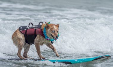 تحدٍّ لا يُصدق.. الأمواج للكلاب