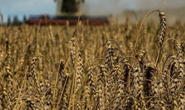 بعد تفاقُم الصراع الروسي الأوكراني.. أزمة غذاء عالمية كبرى تلوح في الأفق