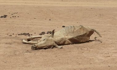 كيف يؤثر تغيير المناخ على اقتصادات الدول الإفريقية؟