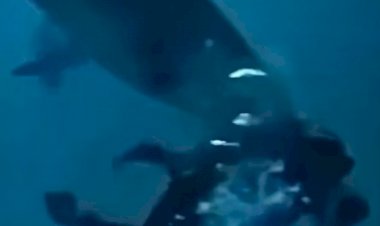 مشاهد صادمة في أعماق المحيط.. كواليس مرعبة لهجمات القرش في المالديف