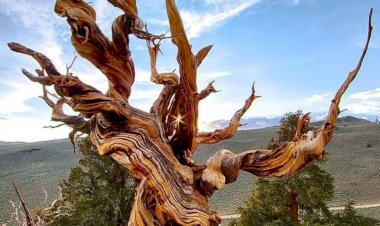 شجرة ميثوسيلا.. أقدم كائن حي على وجه الأرض أقدم من الأهرامات بـ1000 عام