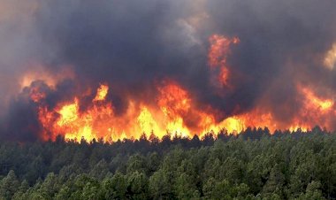 حرائق تلتهم شرق الجزائر.. والدعم الجوي يدخل خط المواجهة