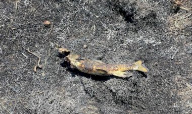 بسبب سمكة سقطت من السماء.. كارثة في كندا