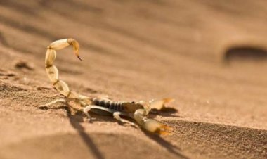 بيئة ملوثة وخدمات غائبة.. كيف تحولت العقارب إلى كابوس الليبيين في الصيف؟