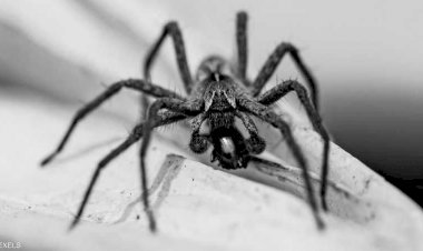 بريطاني يفارق الحياة بعد تعرضه لعضة عنكبوت سام اشتراه عبر الإنترنت