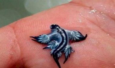 بعد مهاجمة التنين الأزرق للسياح.. غلق شواطئ في إسبانيا