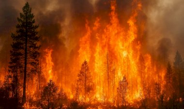 حرائق الغابات تُزيد أزمة تلوث الهواء عالميًا