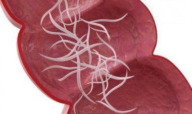 تقرير عن ديدان البطن وأثرها الصحي