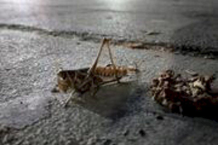 أزمة جديدة تواجه أردوغان.. الجراد يغزو مدن تركيا