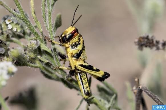 الجراد الصحراوي يطرق أبواب تونس.. استنفار حكومي لمواجهة الخطر المحتمل