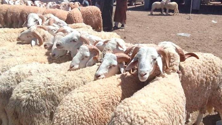 أسعار الأضاحي في العالم العربي.. هل أصبحت شعيرة العيد رفاهية؟