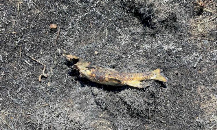 بسبب سمكة سقطت من السماء.. كارثة في كندا