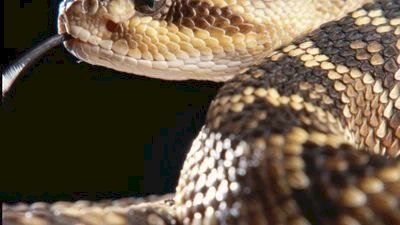 الأفاعي تُهاجم المنازل في لبنان وتعوّق وصلها إلى بيروت