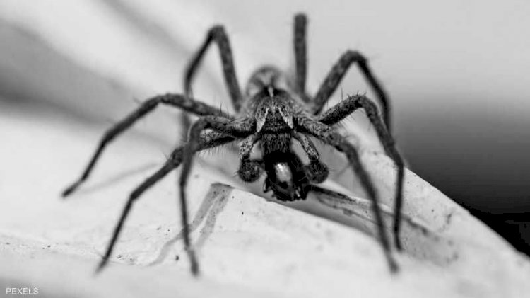 بريطاني يفارق الحياة بعد تعرضه لعضة عنكبوت سام اشتراه عبر الإنترنت