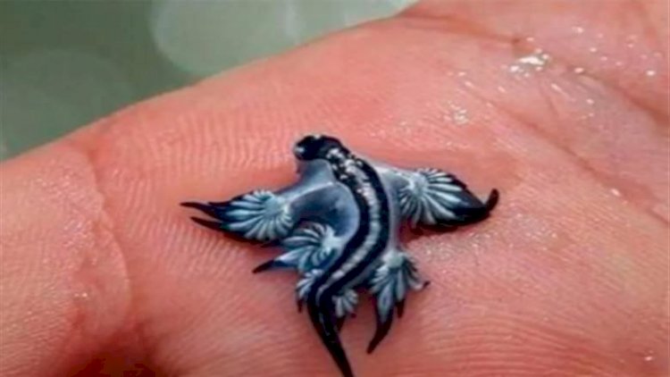 بعد مهاجمة التنين الأزرق للسياح.. غلق شواطئ في إسبانيا