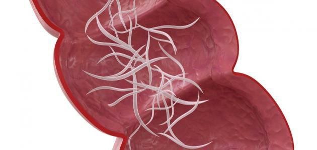 تقرير عن ديدان البطن وأثرها الصحي