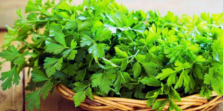 فوائد البقدونس المغلي لصحة الكلى والمسالك البولية